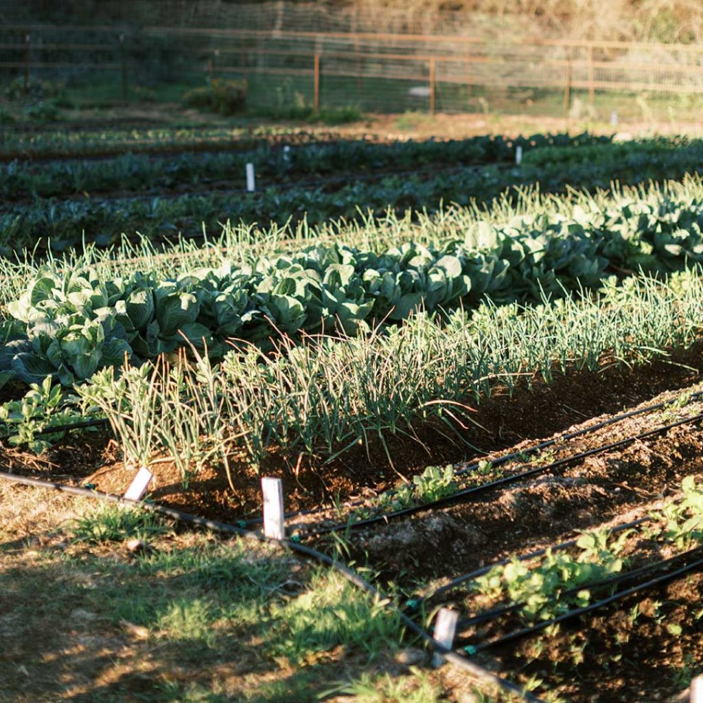farm-garden