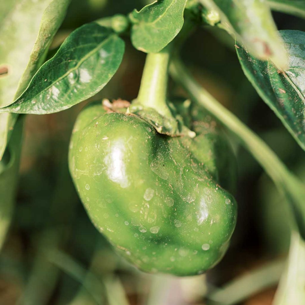 farm-green-pepper