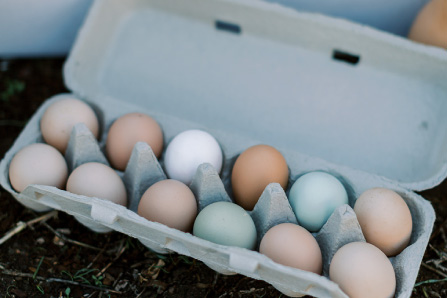 Free range eggs