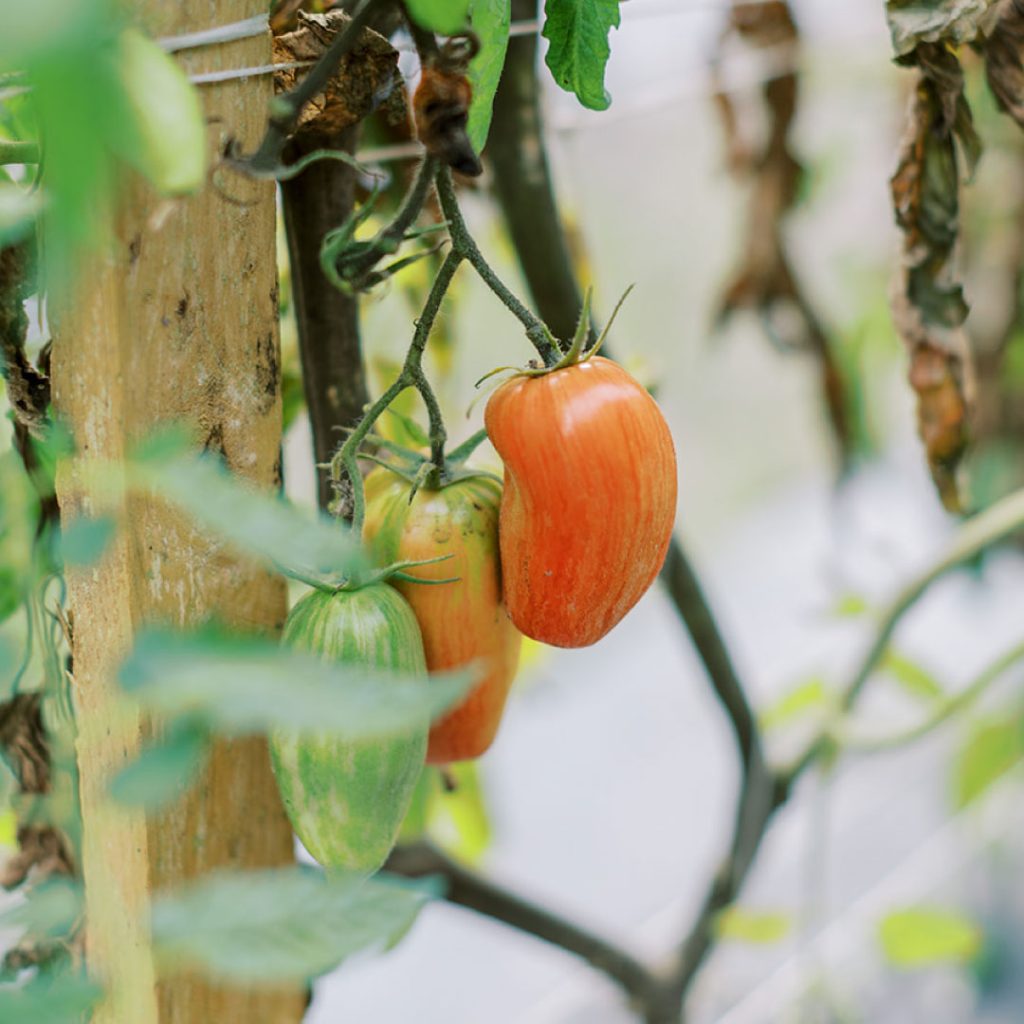 tomatoes plant