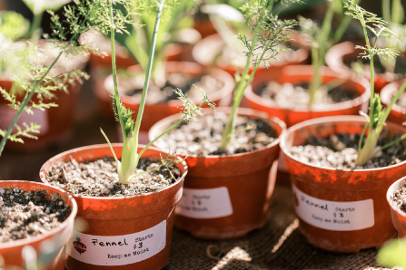 Plants