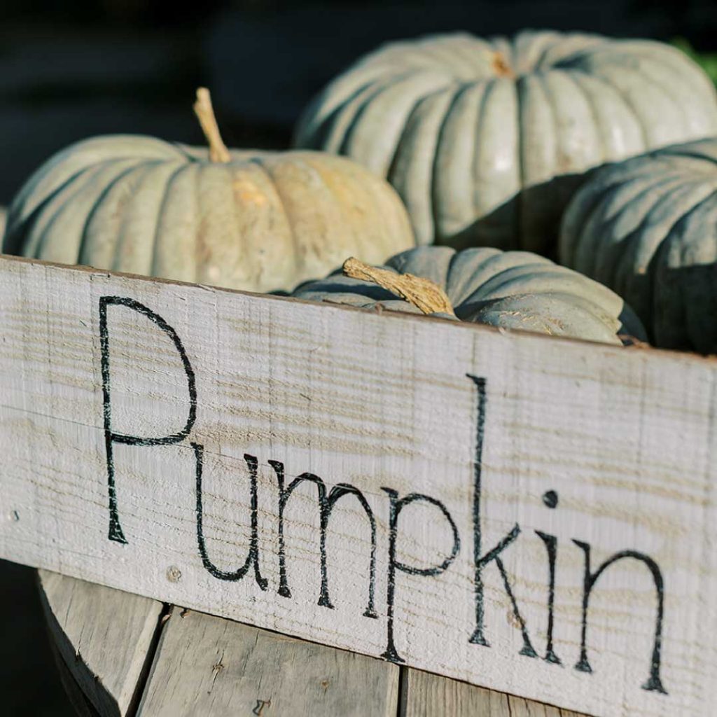 pumpkin-basket
