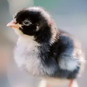 Backyard Chickens 101 - 30 min - Image 2