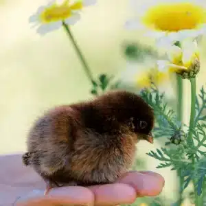 Backyard Chickens 101 - 30 min