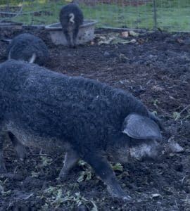 Black curly-coated Mangalitsa pig rooting in dark soil, with more Mangalitsas and a trough behind, at Dare 2 Dream Farms in Lompoc, California