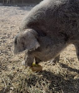 Woolly Mangalitsa pig eating a kiwi on dry straw at Dare 2 Dream Farms in Lompoc, California