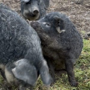 Three curly-coated Mangalitsa pigs rooting in grass and dirt on pasture at Dare 2 Dream Farms in Lompoc, California, now available as a half pig.
