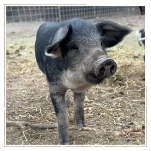 Mangalitsa weaned piglets with a gray coat and wavy hair, standing in a straw-covered pen at Dare 2 Dream Farms in Lompoc, CA.