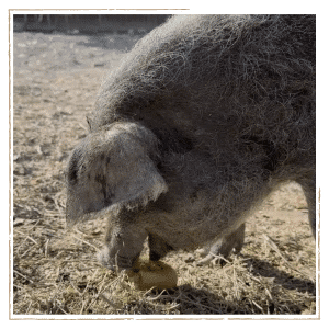 Pastured Mangalitsa pig with a curly wool coat eating garden scraps on pasture at Dare 2 Dream Farms in Lompoc, California, sold as live pigs or half pigs